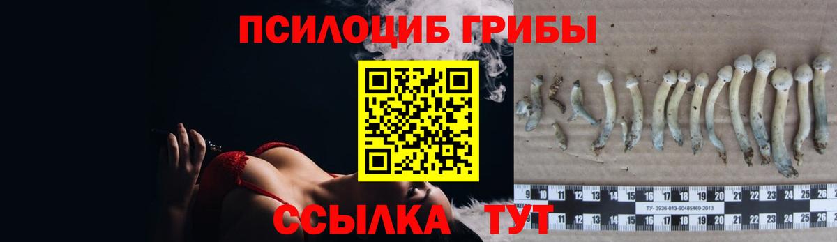 Новодвинск  Псилоцибиновые грибы Magic Shrooms  Вход с VPN 
